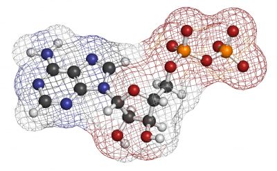 Adenosine diphosphate (ADP) molecule.