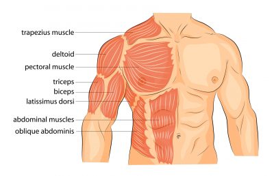 肩の筋肉の構造図