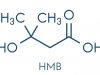 HMBの構成元素