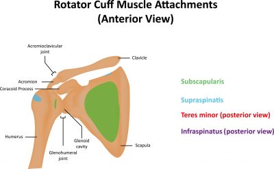 ローテーターカフ（回旋筋腱板）の筋肉構造図