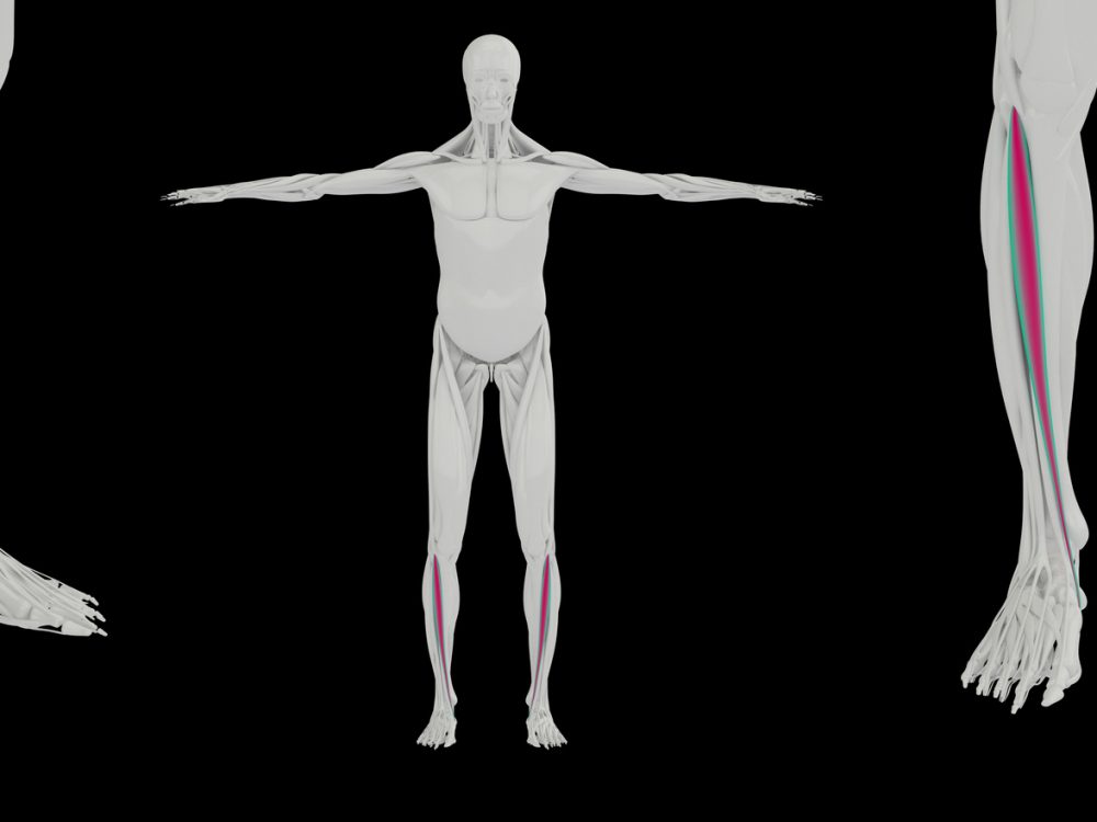 前脛骨筋の構造図