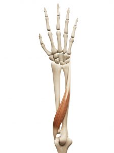 尺側手根伸筋を示した人体模型